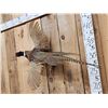 Image 3 : Ringneck Pheasant In Flight Bird Taxidermy