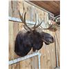 Image 2 : 43" Wide Moose Shoulder Mount Taxidermy