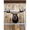 Image 5 : 43" Wide Moose Shoulder Mount Taxidermy