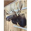 Image 6 : 43" Wide Moose Shoulder Mount Taxidermy