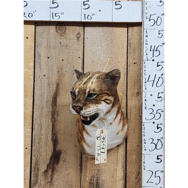 African Golden Wildcat Reproduction Shoulder Mount Taxidermy