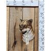 Image 1 : African Golden Wildcat Reproduction Shoulder Mount Taxidermy