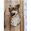 Image 2 : African Golden Wildcat Reproduction Shoulder Mount Taxidermy