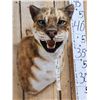 Image 3 : African Golden Wildcat Reproduction Shoulder Mount Taxidermy