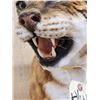 Image 4 : African Golden Wildcat Reproduction Shoulder Mount Taxidermy