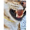 Image 5 : African Golden Wildcat Reproduction Shoulder Mount Taxidermy
