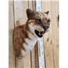 Image 6 : African Golden Wildcat Reproduction Shoulder Mount Taxidermy