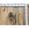 Image 1 : Bobcat Wall Pedestal Taxidermy Mount