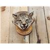Image 2 : Bobcat Wall Pedestal Taxidermy Mount