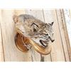 Image 3 : Bobcat Wall Pedestal Taxidermy Mount