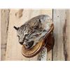 Image 4 : Bobcat Wall Pedestal Taxidermy Mount