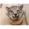 Image 5 : Bobcat Wall Pedestal Taxidermy Mount
