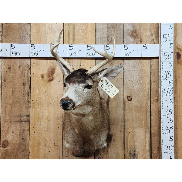 Sitka Black Tail Deer Shoulder Mount Taxidermy