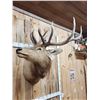 Image 3 : 6x6 Elk Shoulder Mount Taxidermy