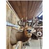 Image 4 : 6x6 Elk Shoulder Mount Taxidermy