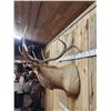 Image 5 : 6x6 Elk Shoulder Mount Taxidermy