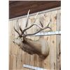 Image 6 : 6x6 Elk Shoulder Mount Taxidermy