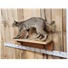 Image 3 : Bobcat Full Body Taxidermy Mount