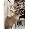 Image 4 : 3x4 Whitetail Shoulder Mount Taxidermy