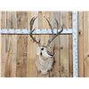 Image 1 : Rarely Seen Mulealope Shoulder Mount Taxidermy