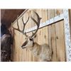 Image 2 : Rarely Seen Mulealope Shoulder Mount Taxidermy