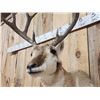 Image 3 : Rarely Seen Mulealope Shoulder Mount Taxidermy