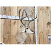Image 4 : Rarely Seen Mulealope Shoulder Mount Taxidermy