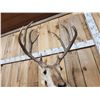 Image 5 : Rarely Seen Mulealope Shoulder Mount Taxidermy