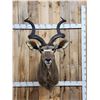 Image 1 : African Kudu Shoulder Mount Taxidermy