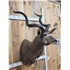 Image 2 : African Kudu Shoulder Mount Taxidermy