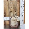 Image 1 : Jackalope Shoulder Mount Taxidermy