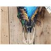 Image 3 : Hand Painted Steer Skull Taxidermy