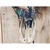Image 6 : Hand Painted Steer Skull Taxidermy