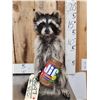 Image 2 : Raccoon Eating Peanut Butter Taxidermy Mount