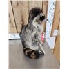 Image 3 : Raccoon Eating Peanut Butter Taxidermy Mount