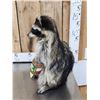 Image 4 : Raccoon Eating Peanut Butter Taxidermy Mount