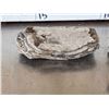 Image 4 : Florida Ice Age Fossil Lot