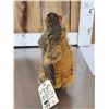 Image 4 : Naughty Squirrel Full Body Taxidermy Mount