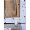 Image 1 : African Bat Eared Fox Skull Taxidermy