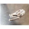 Image 5 : African Bat Eared Fox Skull Taxidermy