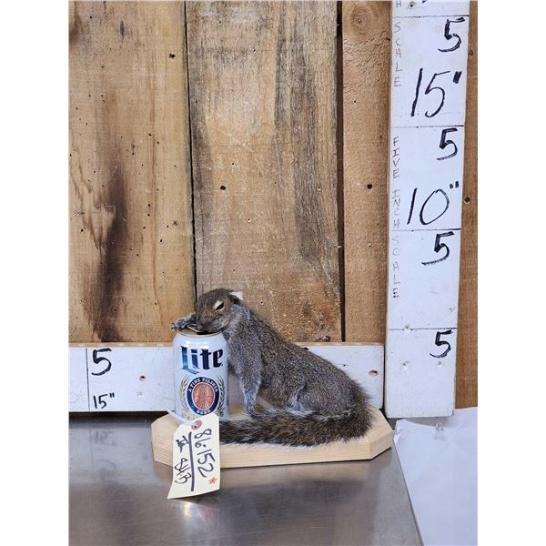 Drunken Squirrel Full Body Taxidermy Mount