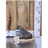 Image 1 : Drunken Squirrel Full Body Taxidermy Mount