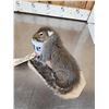 Image 4 : Drunken Squirrel Full Body Taxidermy Mount
