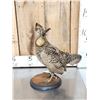 Image 3 : Prairie Chicken Full Body Bird Taxidermy