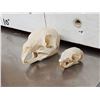 Image 2 : Patagonian Cavy & Plantain Squirrel Skulls Taxidermy