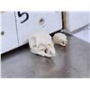 Image 3 : Patagonian Cavy & Plantain Squirrel Skulls Taxidermy