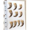 Image 2 : 25 Black Bear Claws & 15 Bobcat Claws Taxidermy