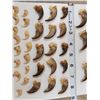 Image 3 : 25 Black Bear Claws & 15 Bobcat Claws Taxidermy