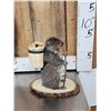 Image 2 : Backpacking Squirrel Full Body Taxidermy Mount