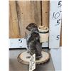 Image 3 : Backpacking Squirrel Full Body Taxidermy Mount